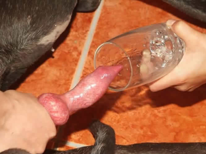 Bestiality Orgy ::. Two young girls are drinking dog cum