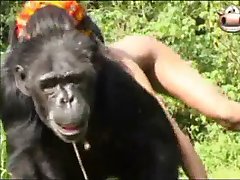Monkey sex with young lady