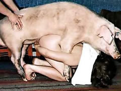 Taboo sex with pig