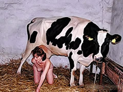 two lesbians fuck with a cow